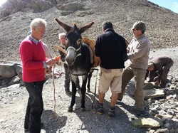 Nos amis les anes transportent les dalles de gres depuis le col de Cote Longue